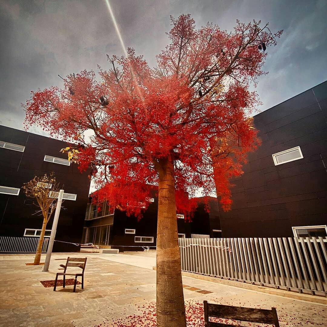 Vista de edificios y árbol en primer plano