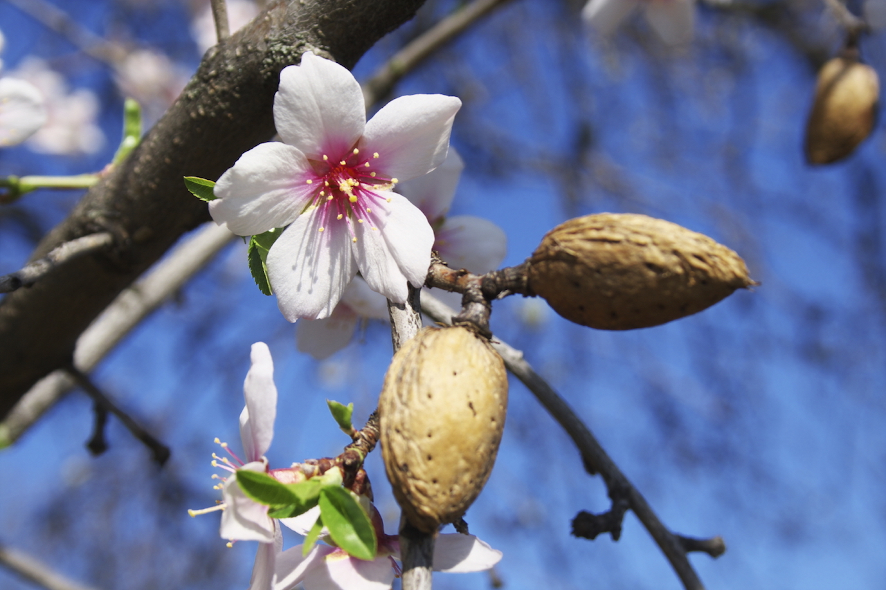 Imatge d'un ametler.