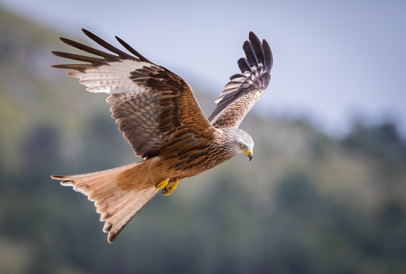 Un exemplar de milana. \/ Autor: Sebastià Torrens