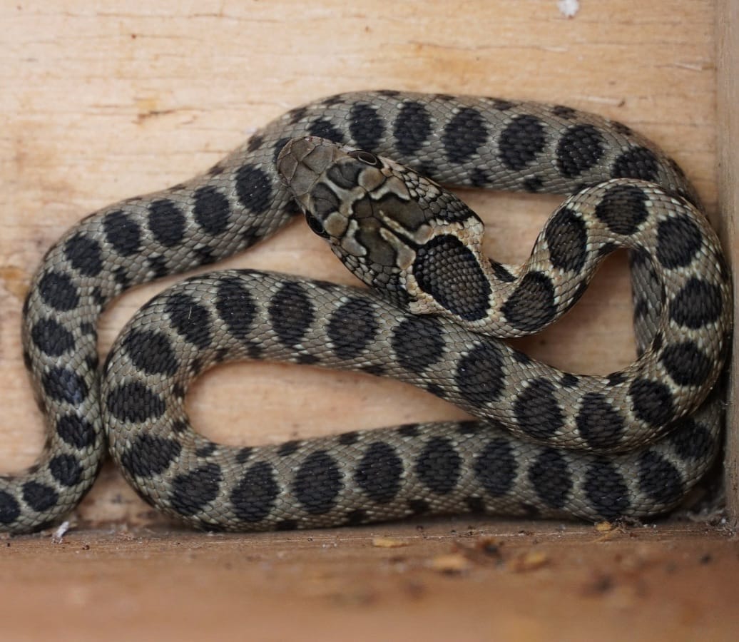 Un exemplar de serp de ferradura.