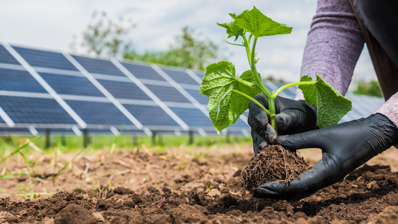 Un home planta un esqueix davant uns panells fotovoltaics.