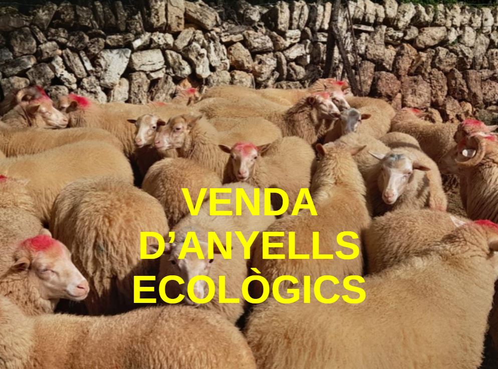 VENDA D'ANYELLES ECOLÒGIQUES