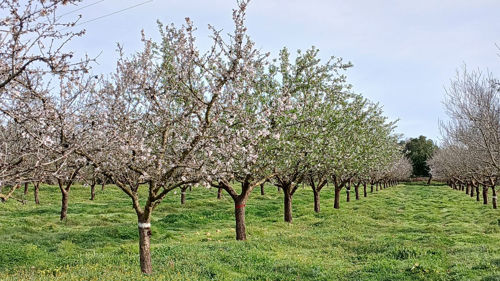 Almendros