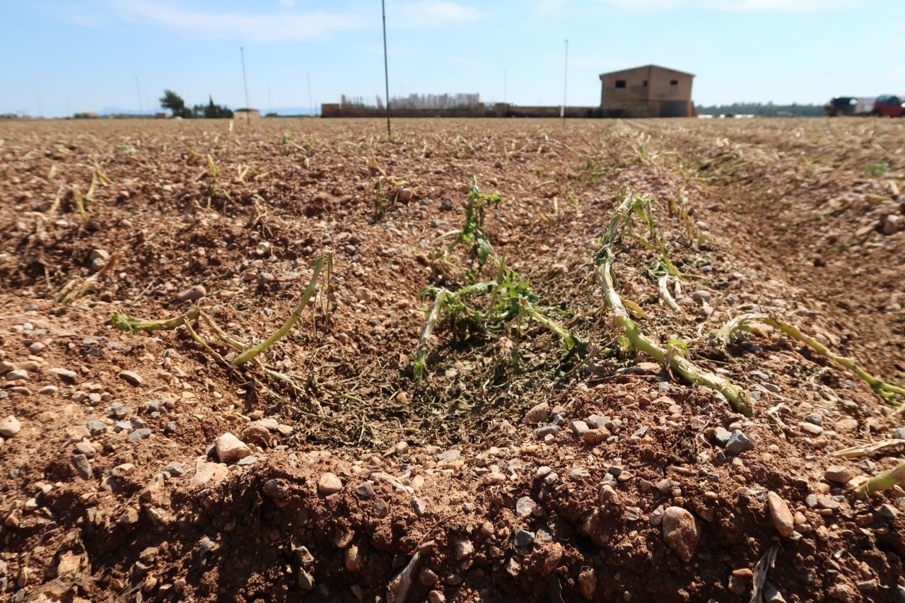 Camp agrícola, amb una construcció rural al fons.