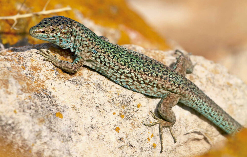 Exemplar de sargantana pitiüsa / Autor: Jordi Serapio