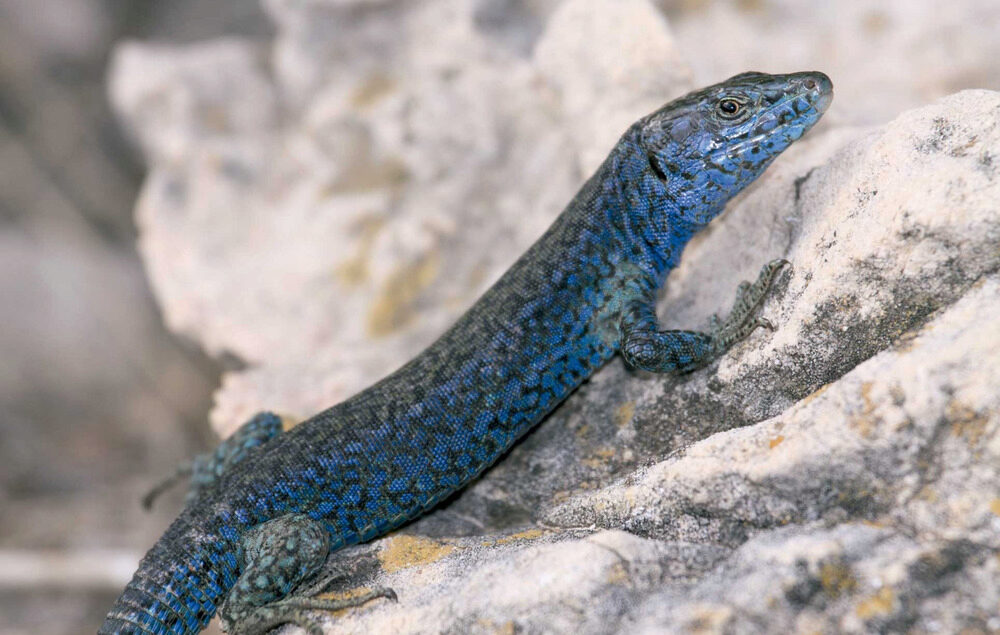  Exemplar de sargantana pitiüsa / Autor: Jordi Serapio